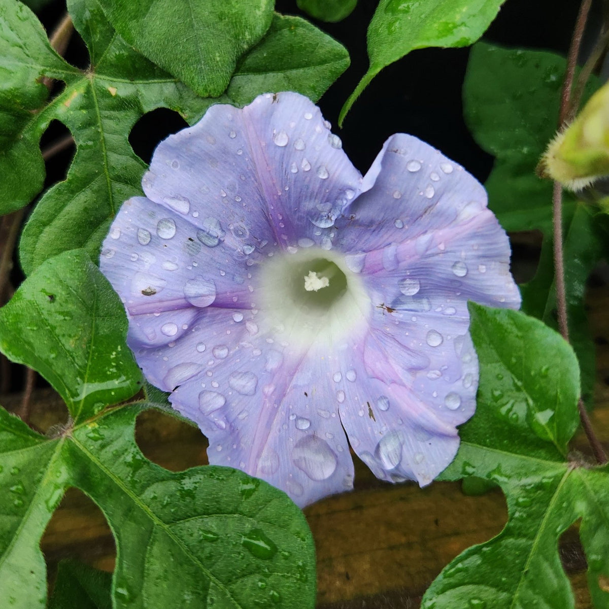 Ipomoea lindheimeri (Lindheimer's Morning-glory)
