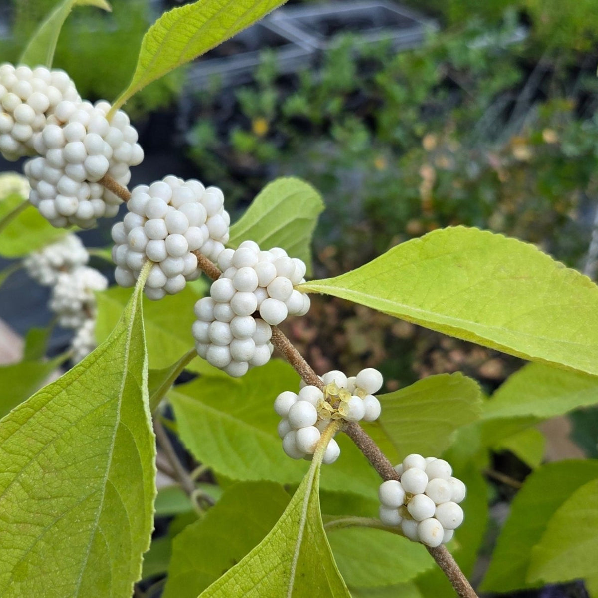 Callicarpa americana (American Beautyberry white)
