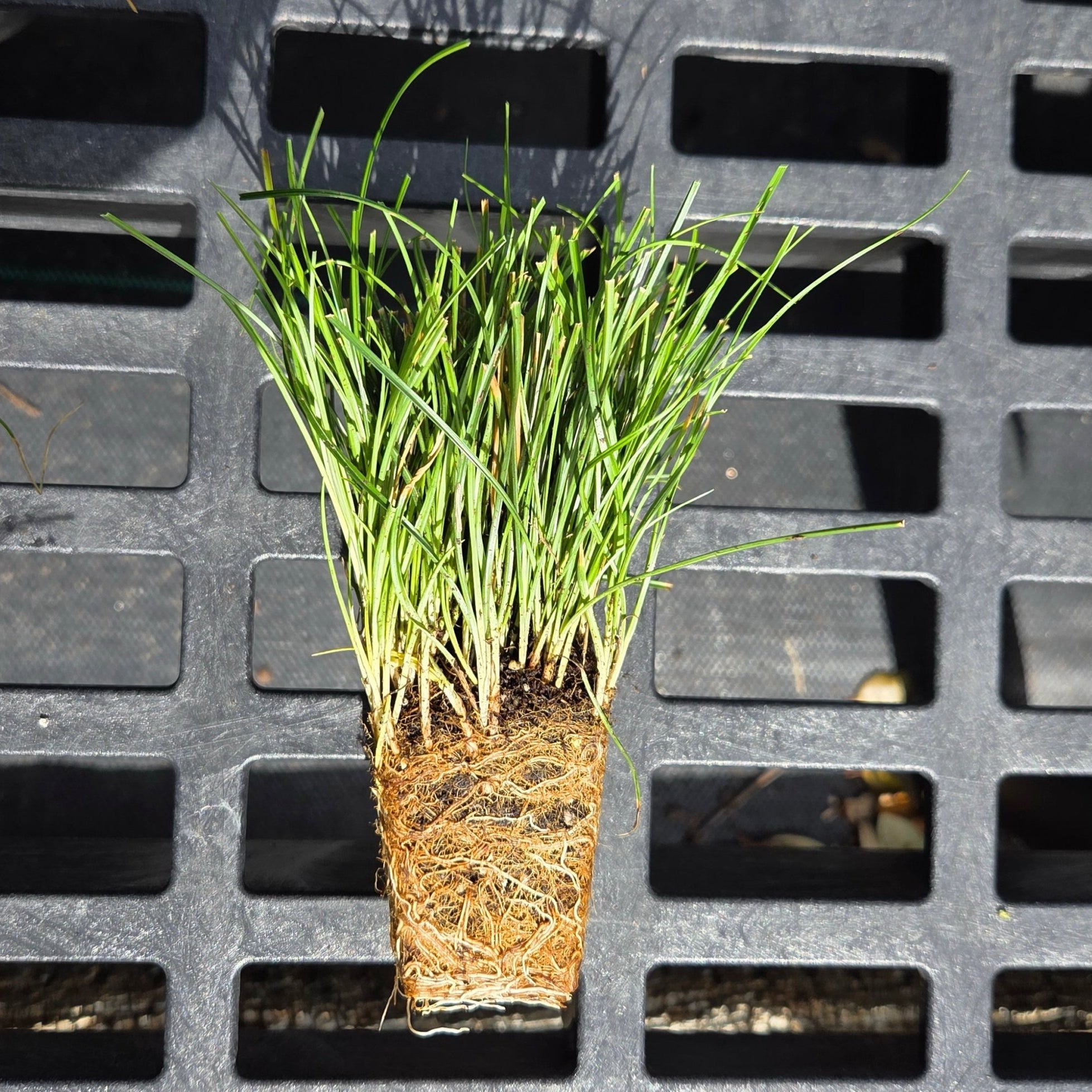 Carex texensis (Texas Sedge)