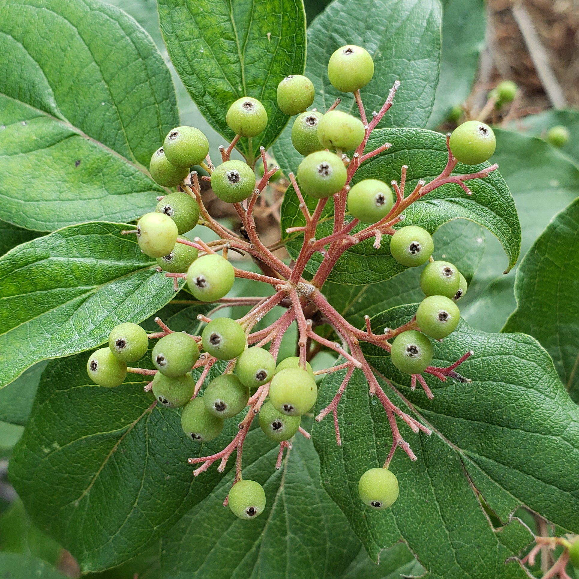 Roughleaf dogwood (Cornus drummondii)