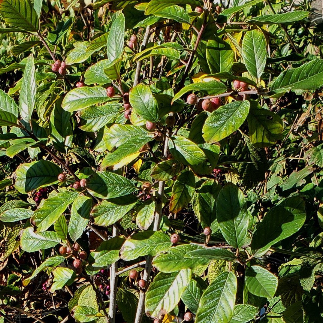 Frangula caroliniana (Carolina Buckthorn)