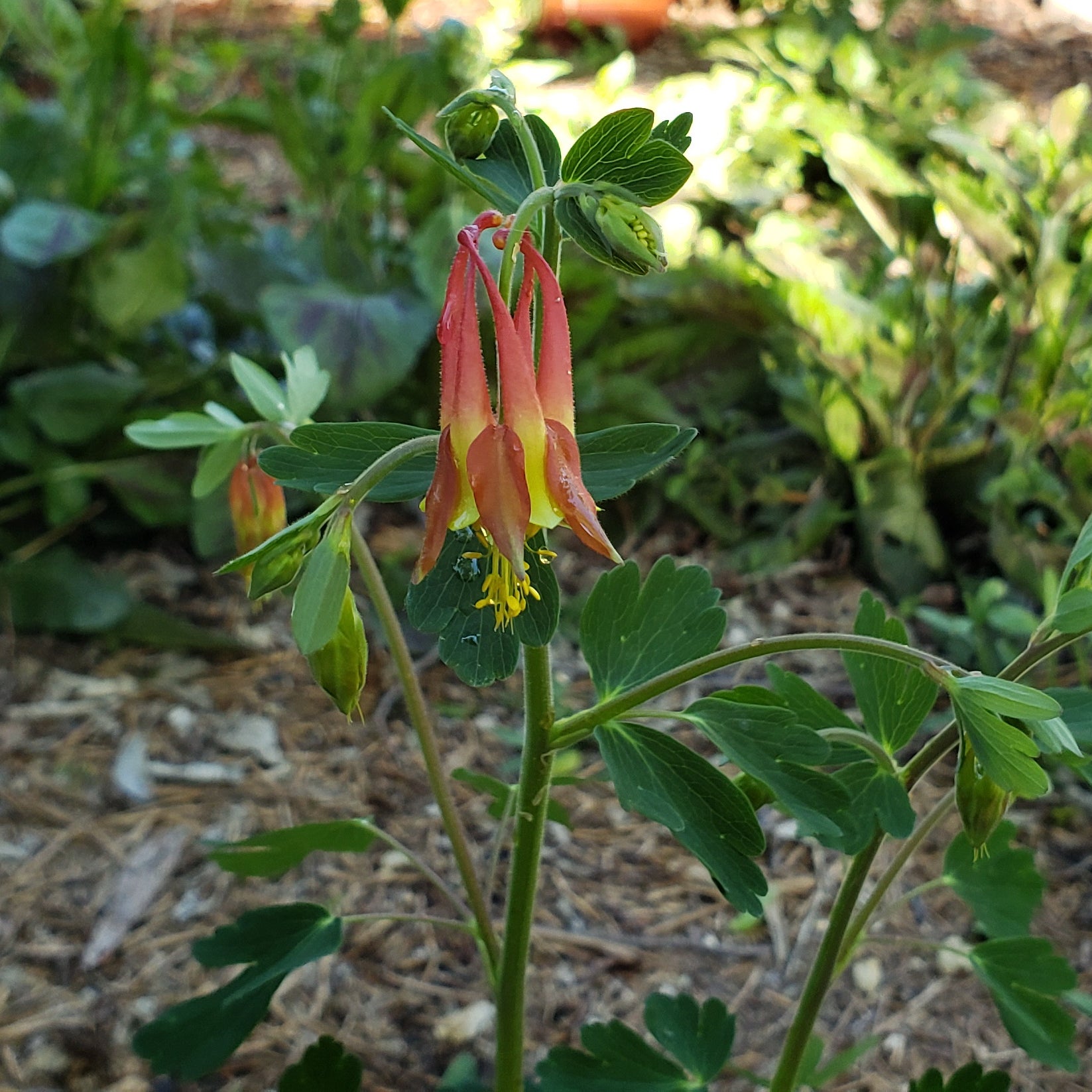 Columbine, Red (Aquilegia canadensis)