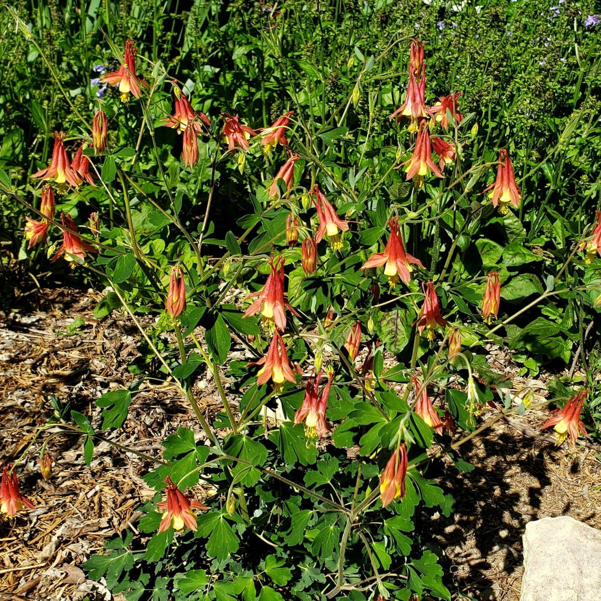 Columbine, Red (Aquilegia canadensis)