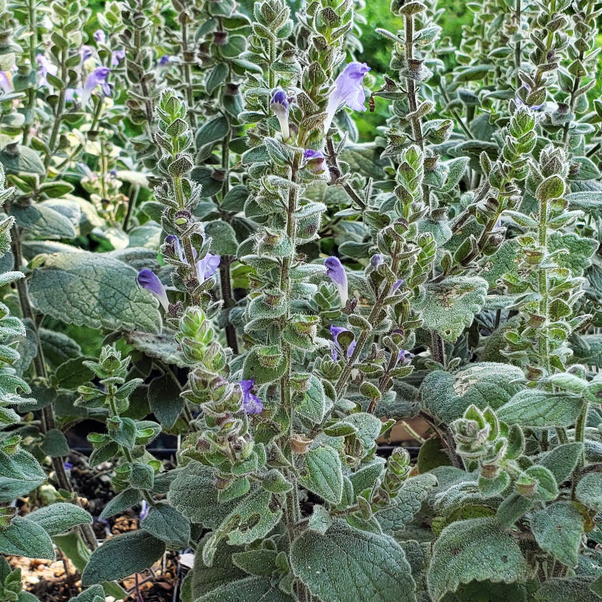 Scutellaria ovata (Heartleaf Skullcap)