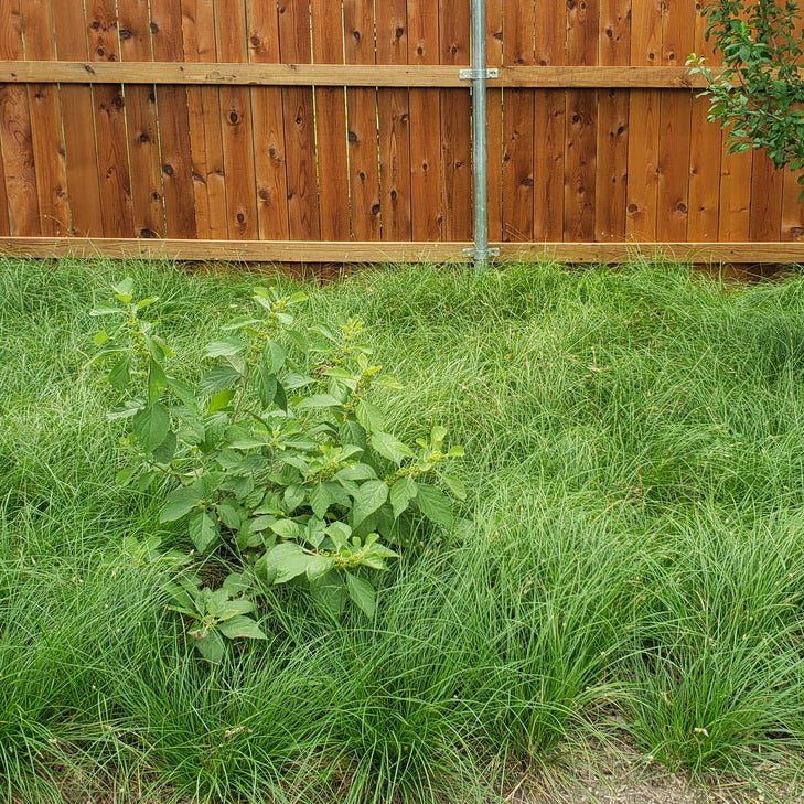Carex perdentata (Meadow Sedge)