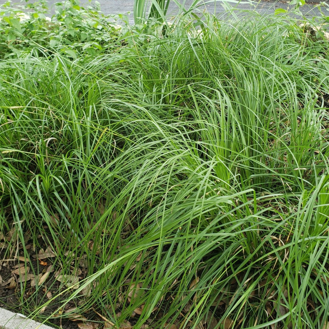 Carex cherokeensis (Cherokee Sedge)