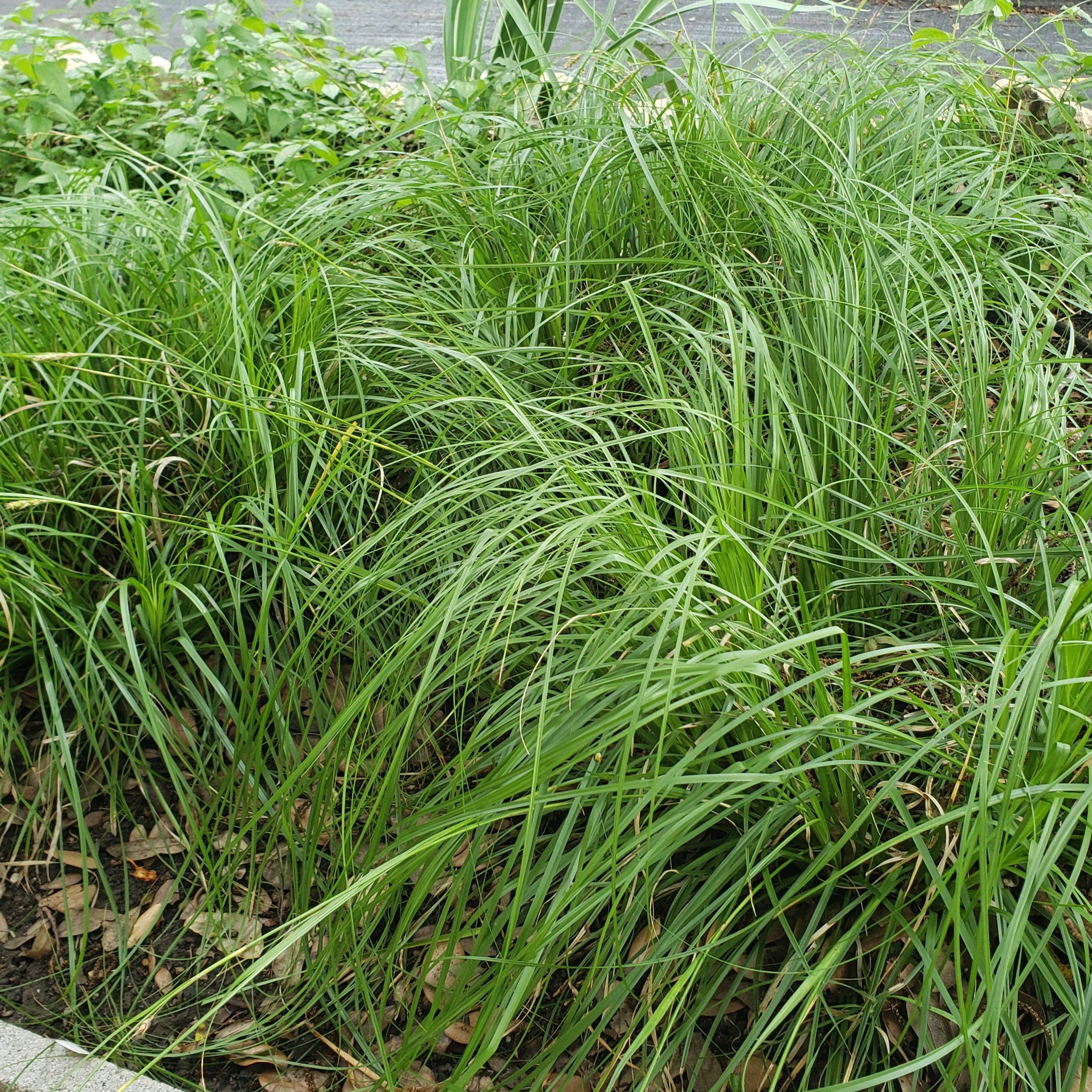 Carex cherokeensis (Cherokee Sedge)