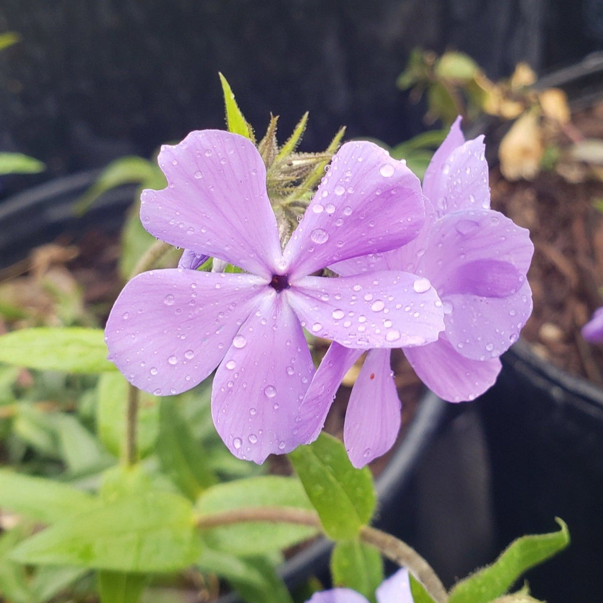 Phlox divaricata (Woodland Phlox 'Blue Moon')