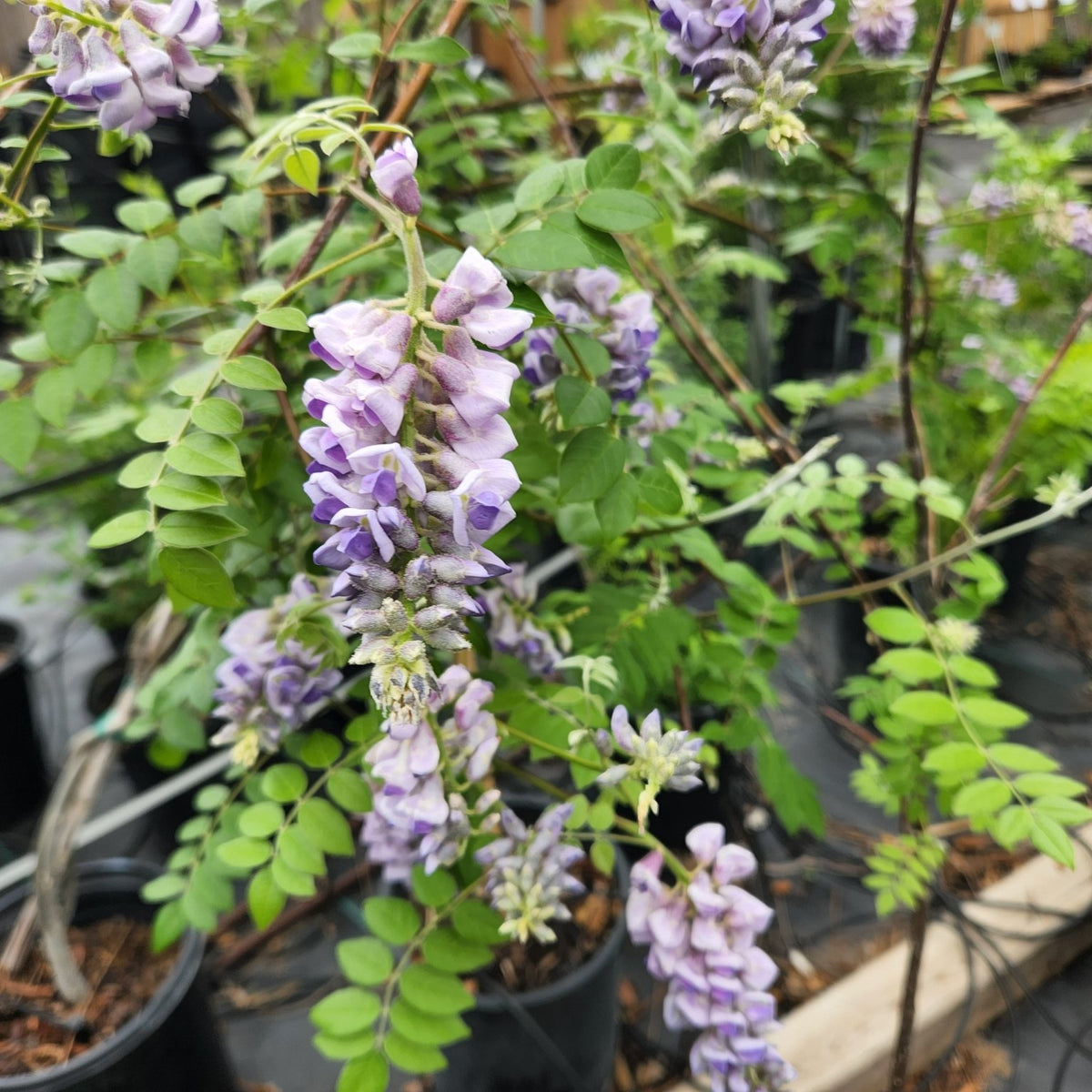 Wisteria frutescens (Texas Wisteria)
