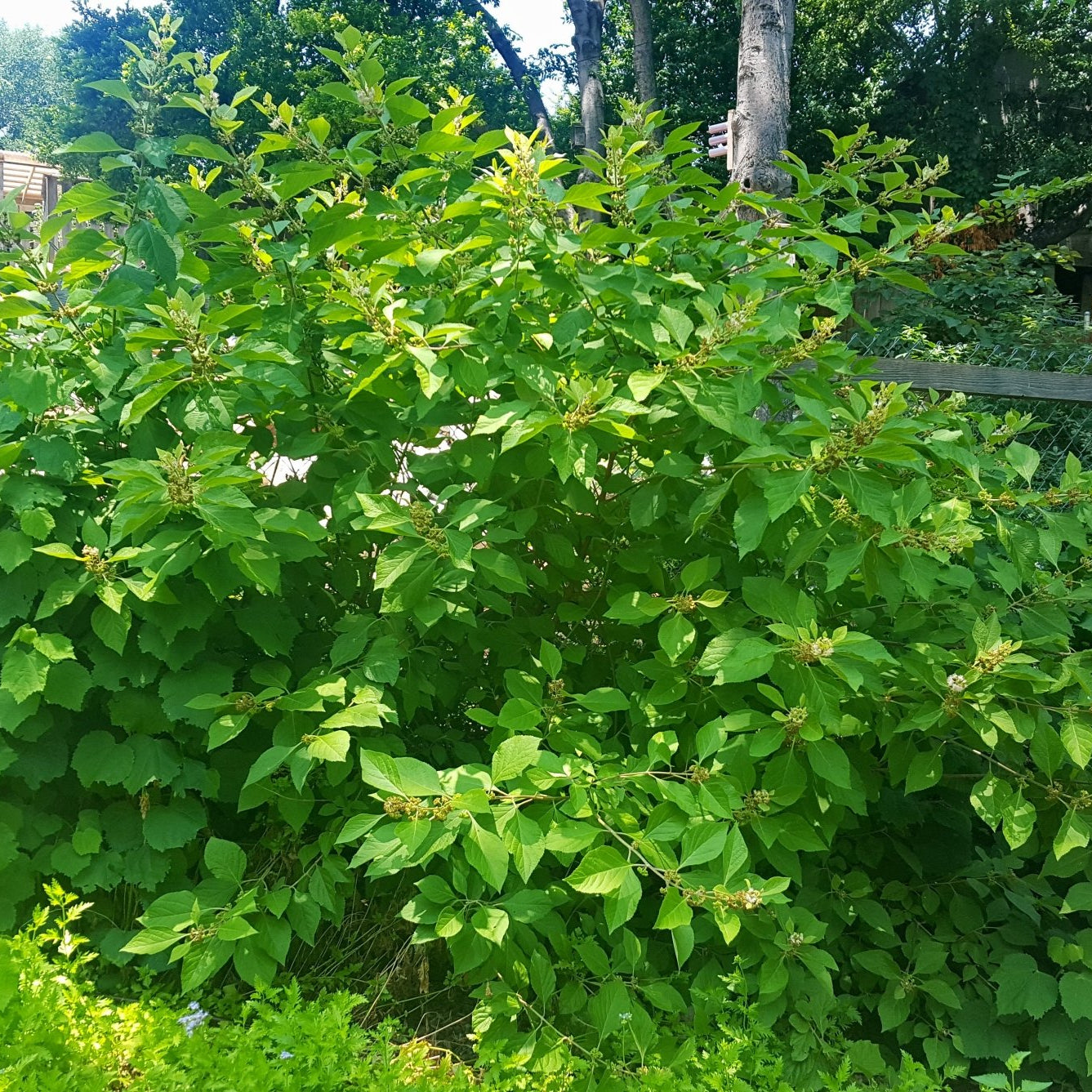 American Beautyberry (Callicarpa americana)