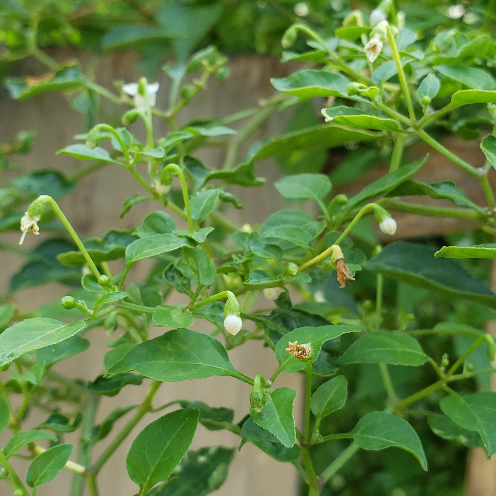 Capsicum annuum var. glabriusculum (Chile Petin)