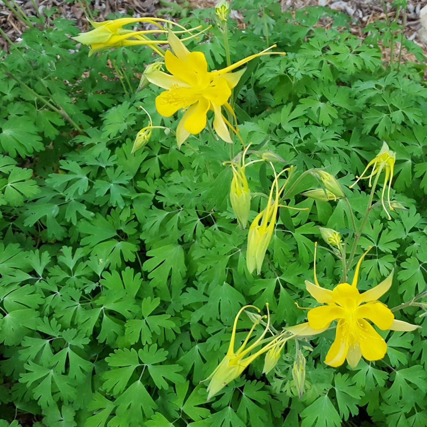 Aquilegia chrysantha hinckleyana (Yellow Columbine 'Texas Gold')