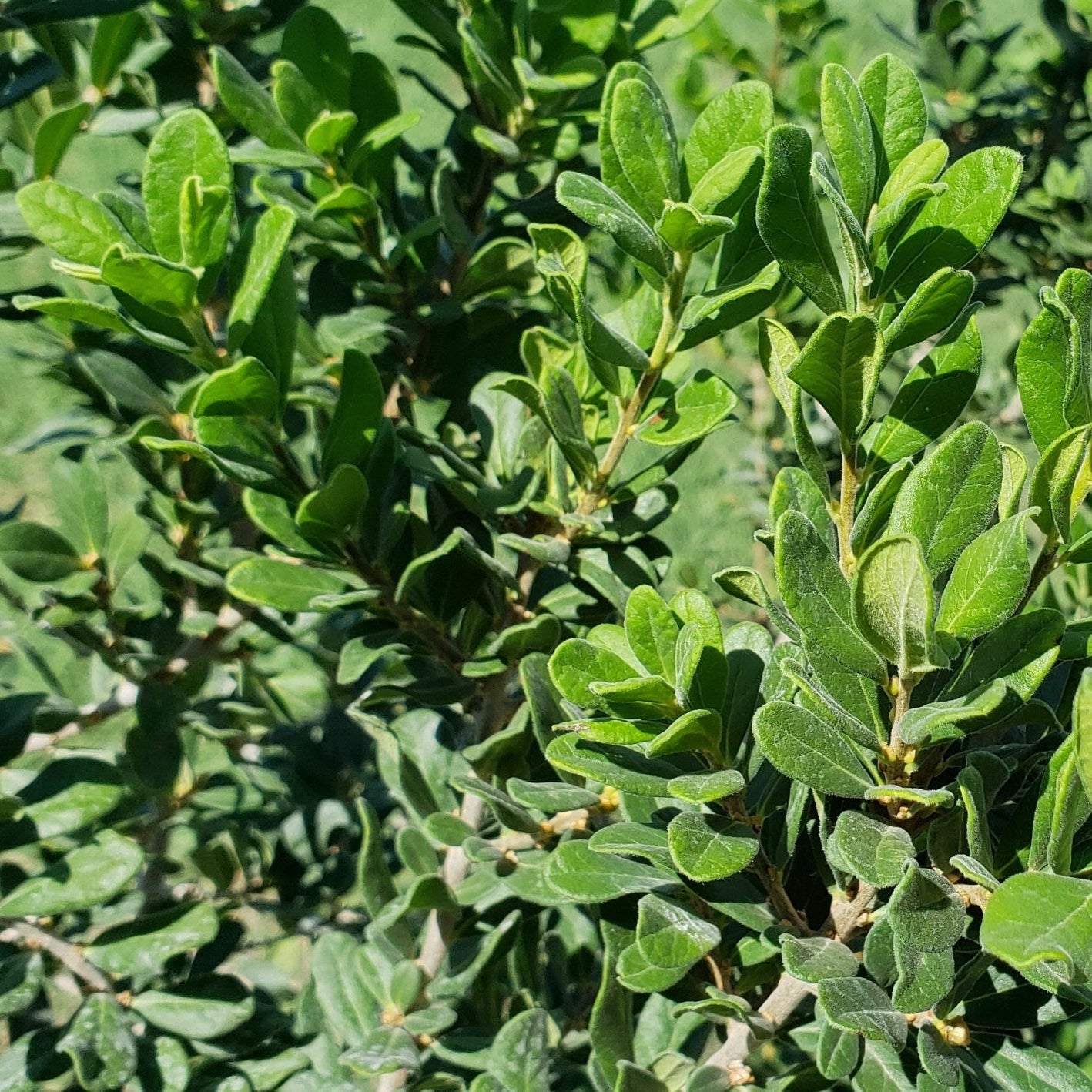 Elbow bush (Forestiera pubescens)
