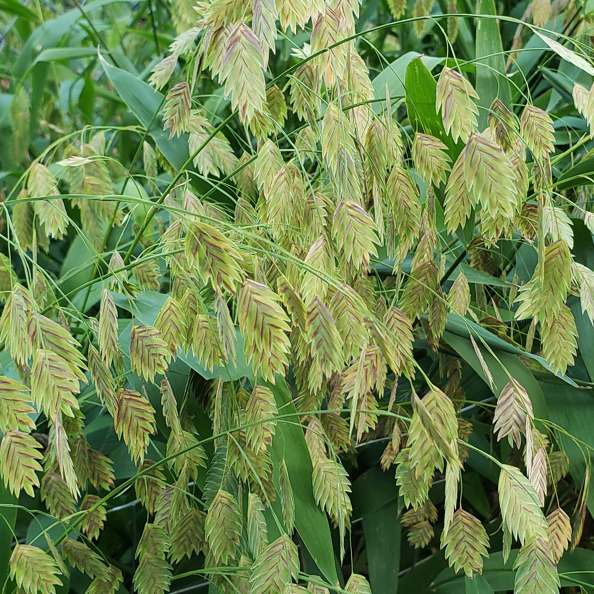 Inland sea oats (Chasmanthium latifolium)