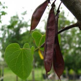 Texas Redbud (Cercis canadensis L. var. texensis)