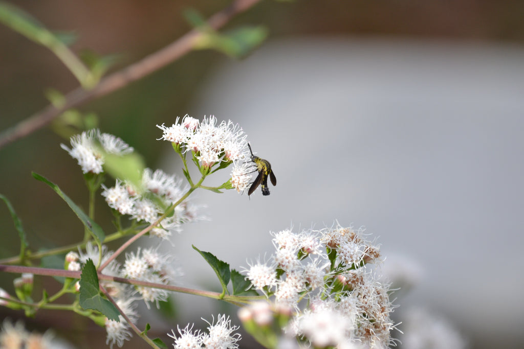 Plants that attract beneficial insects