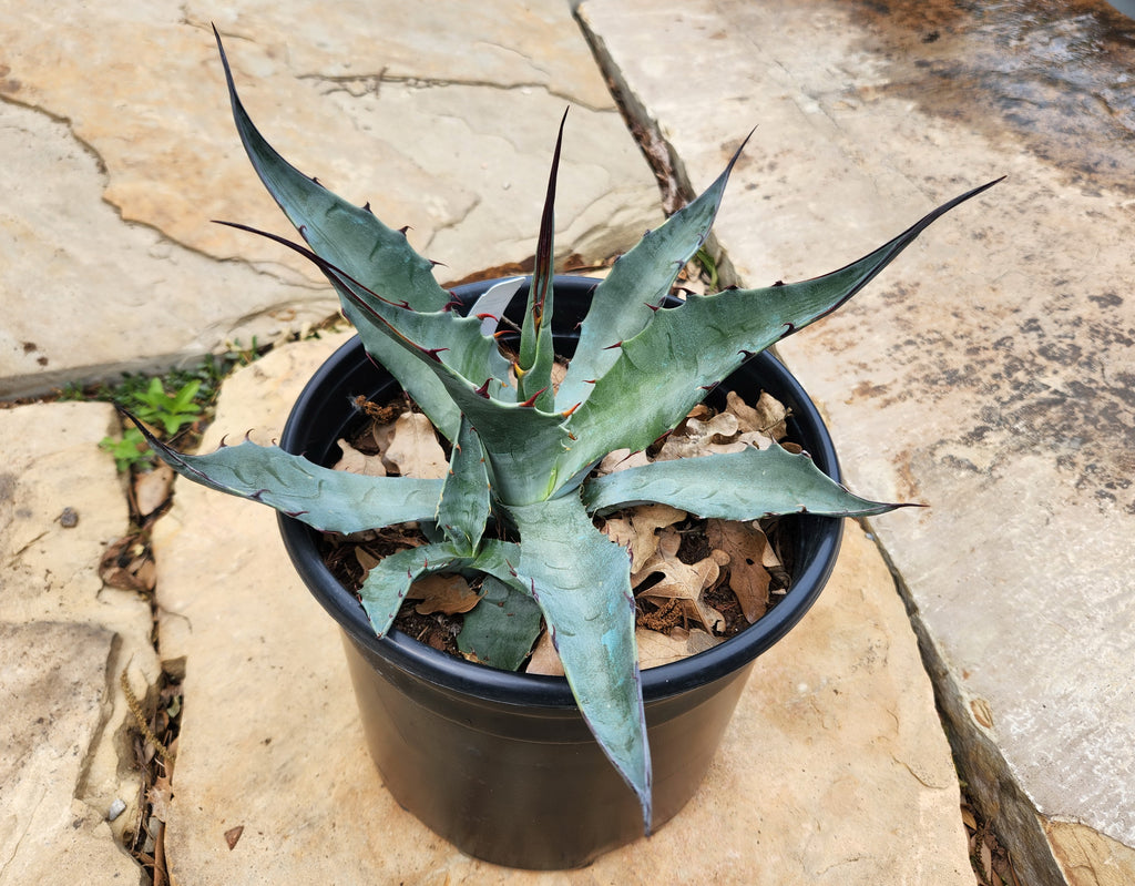 Agave havardiana (Havard's Agave)