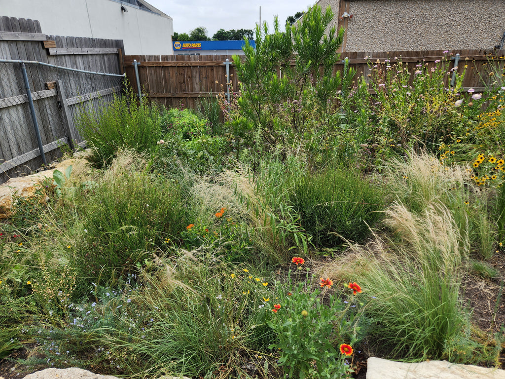 Aristida purpurea (Purple Threeawn)