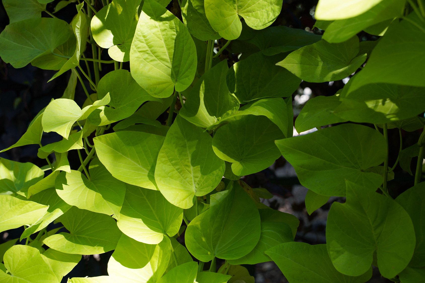 Aristolochia tomentosa (Woolly Pipevine)