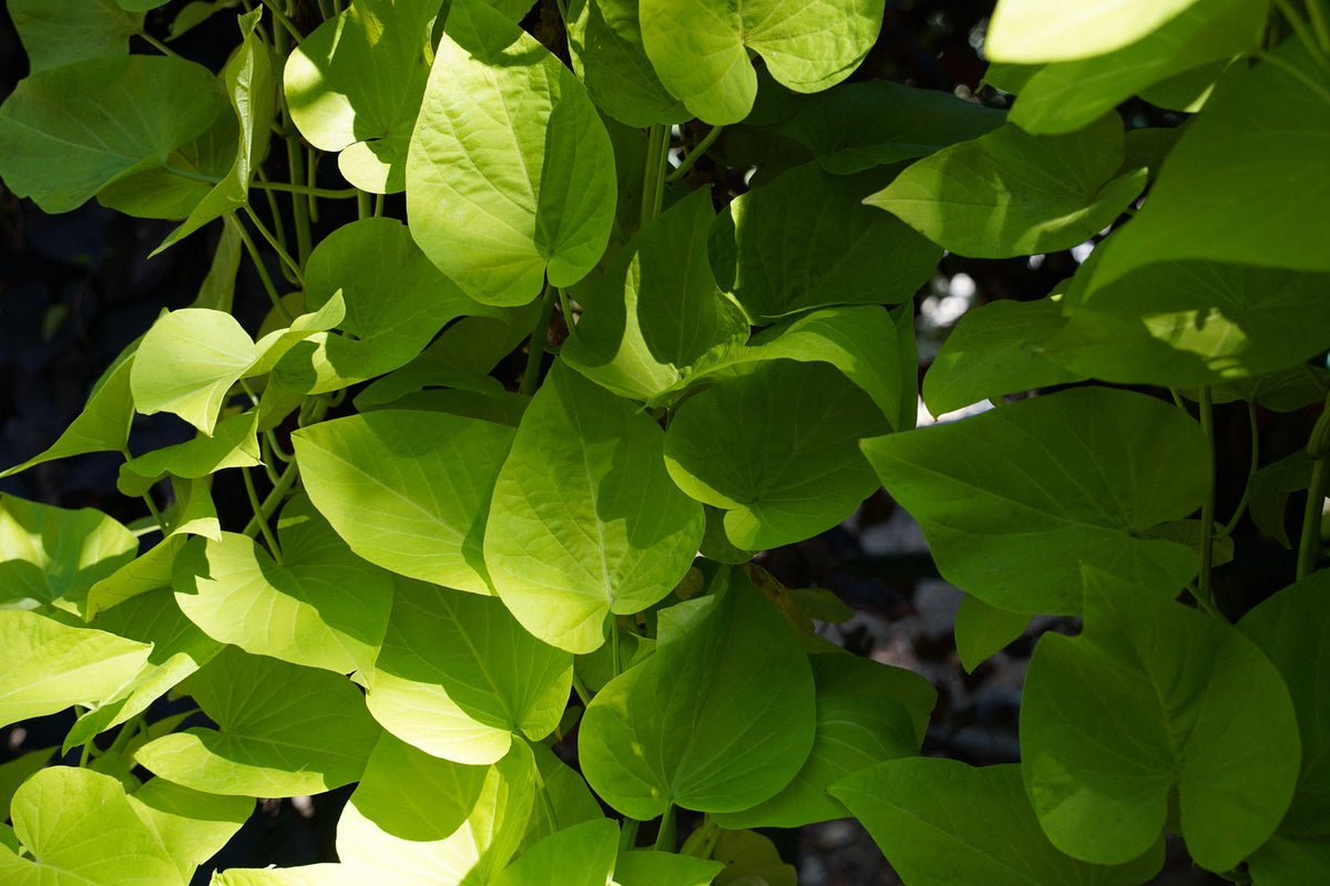 Aristolochia tomentosa (Woolly Pipevine)