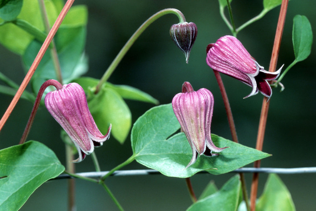 Clematis pitcheri (Purple Clematis)