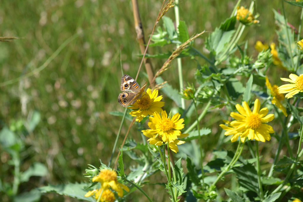 Cowpen Daisy Verbesina encelioides