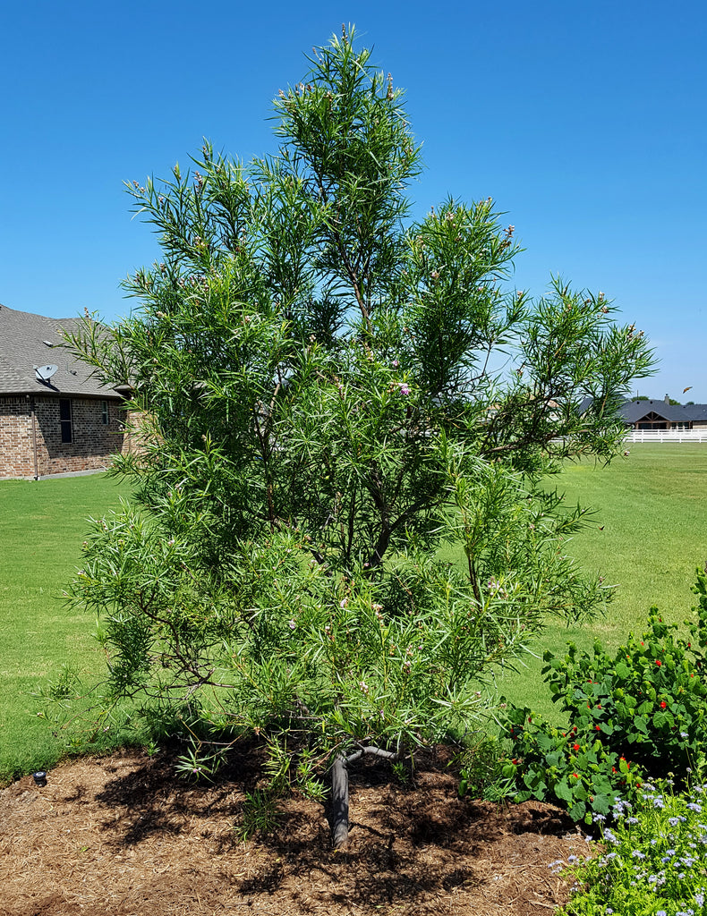 Desert willow 'Bubba" (Chilopsis linearis 'Bubba')