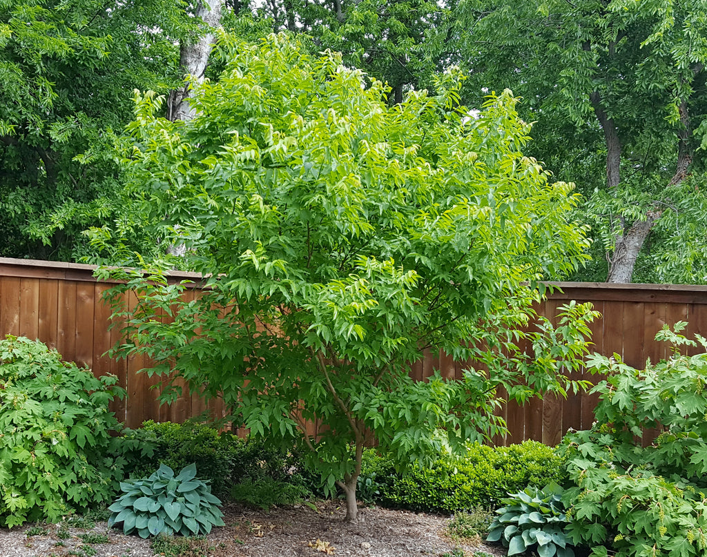 Mexican Buckeye (Ungnadia speciosa)