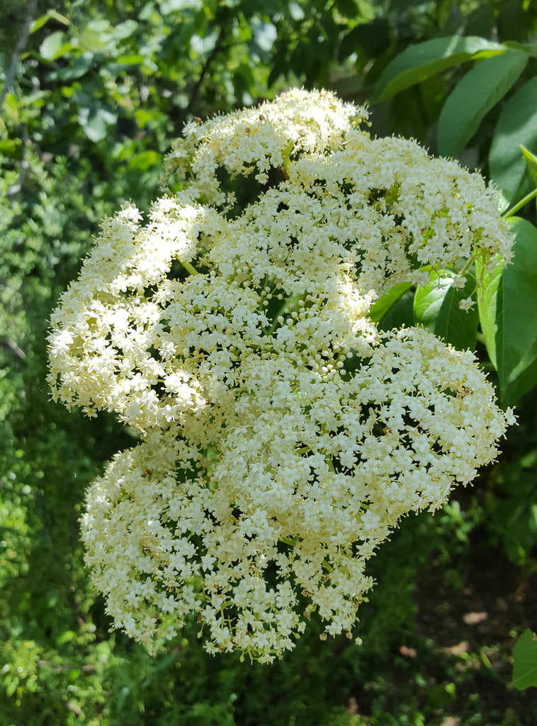 Elderberry (Sambucus canadensis)