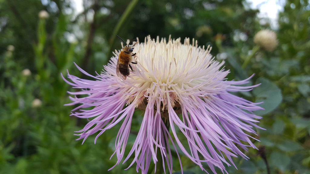 Centaurea americana (American Basketflower)