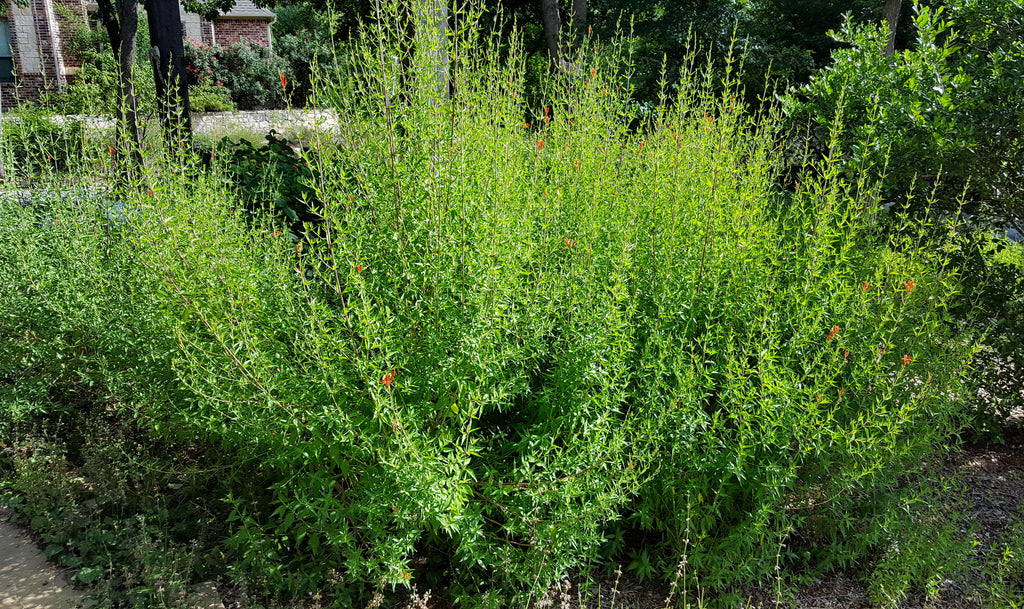 Hummingbird bush (Anisacanthus quadrifidus var. wrightii)