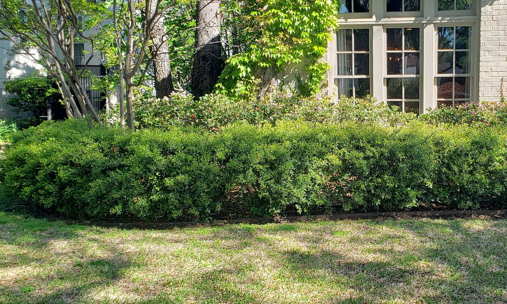 Ilex vomitoria 'Nana' (Dwarf Yaupon Holly 'Nana')