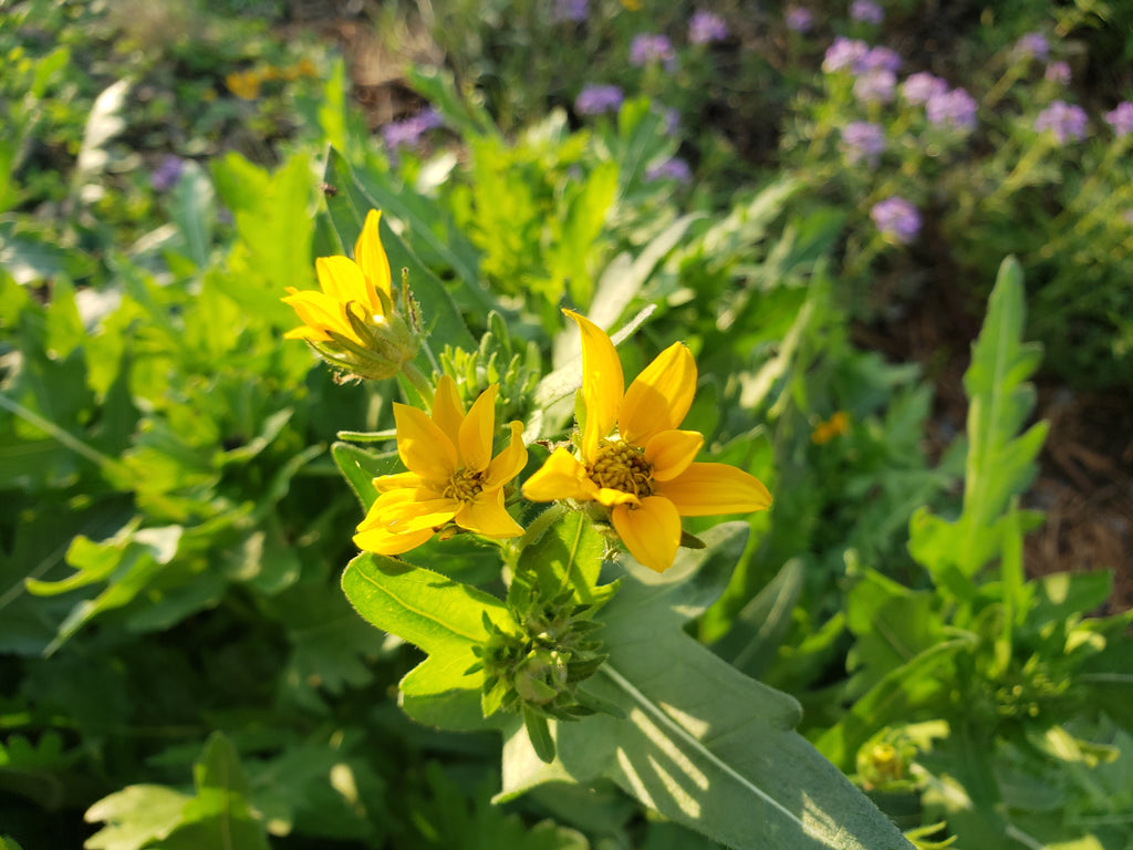 Engelmannia peristenia (Cutleaf Daisy)