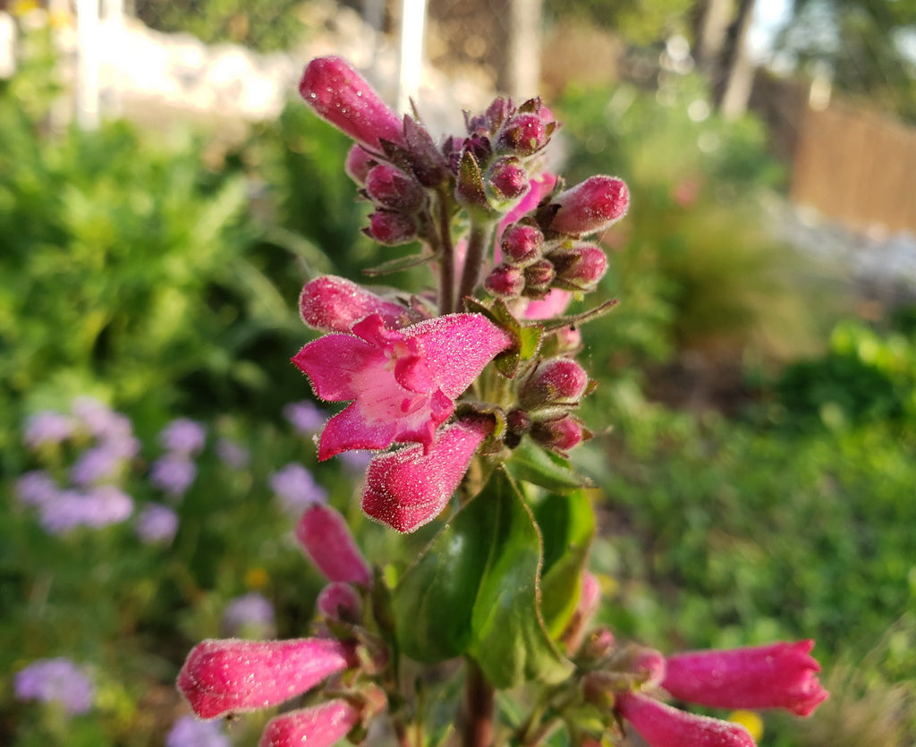 Penstemon triflorus Scarlet penstemon