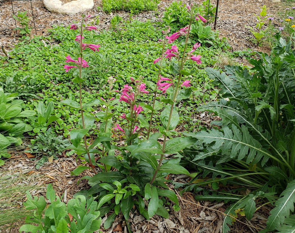 Penstemon triflorus Scarlet penstemon