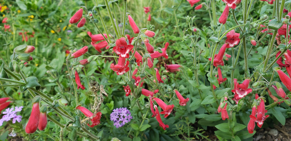 Penstemon baccharifolius (Rock Penstemon)