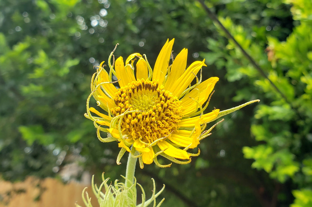 Helianthus maximiliani (Maximilian Sunflower)