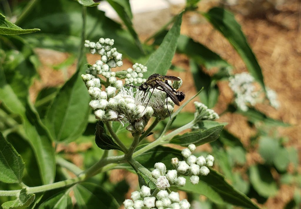 Eupatorium serotinum (Late boneset)