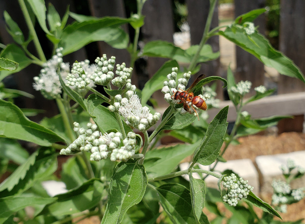 Eupatorium serotinum (Late boneset)