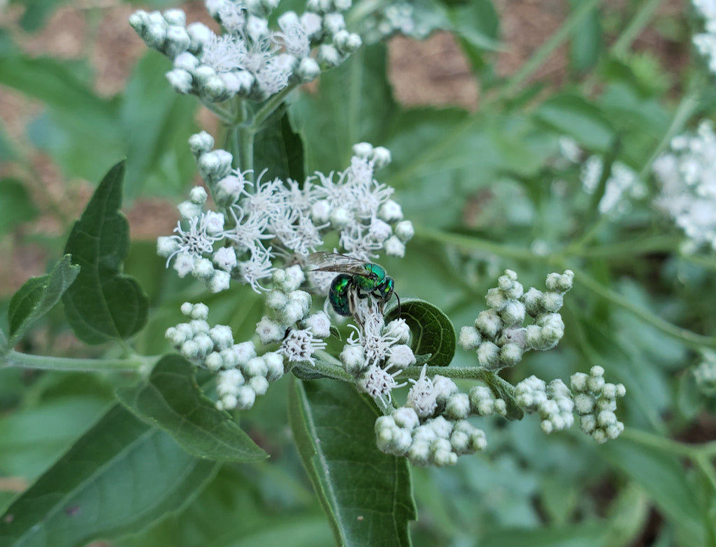 Eupatorium serotinum (Late boneset)