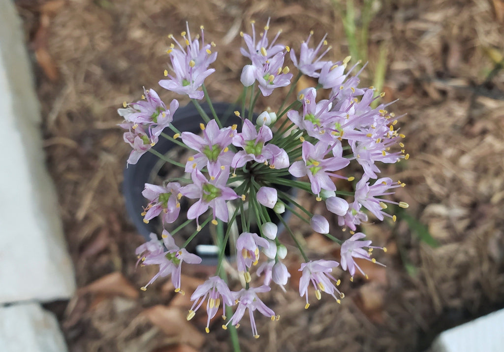 Allium stellatum (Prairie Onion)