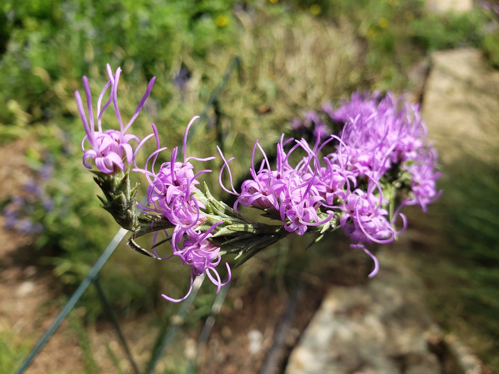 Liatris punctata var. mucronata (Texas Gayfeather)