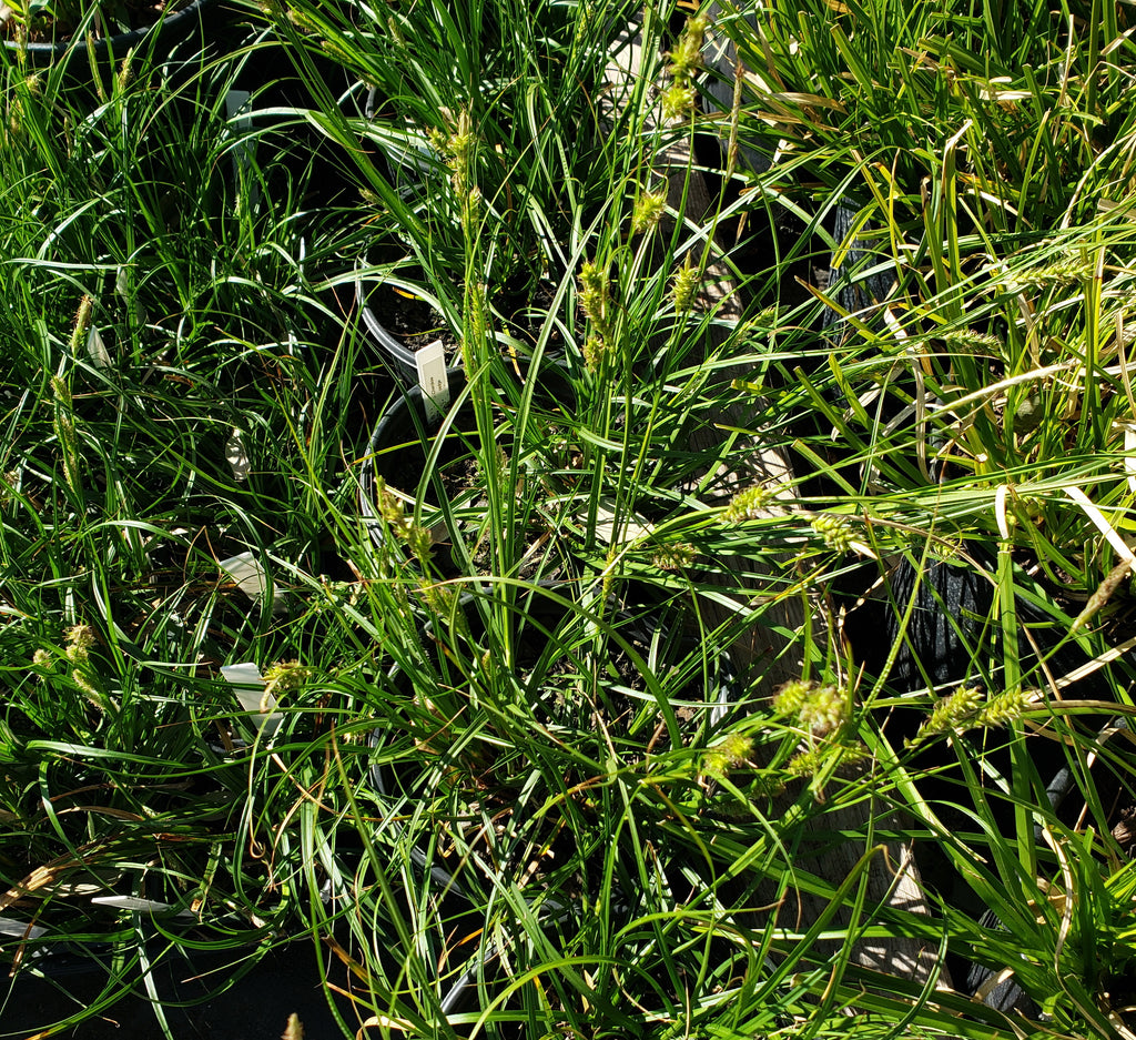 Carex cherokeensis (Cherokee Sedge)