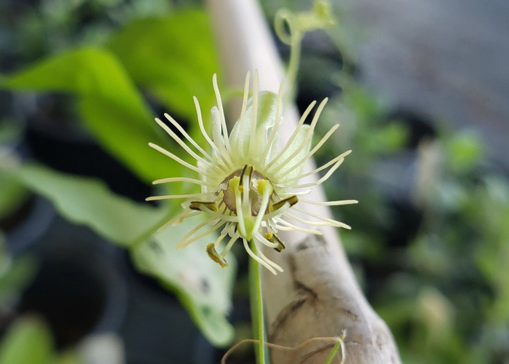 Passiflora lutea (Yellow Passion Flower)