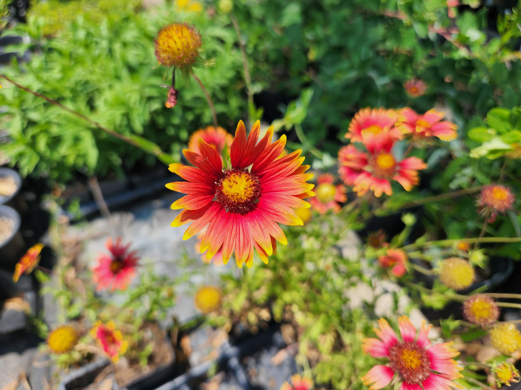 Gaillardia pulchella (Indian Blanket)