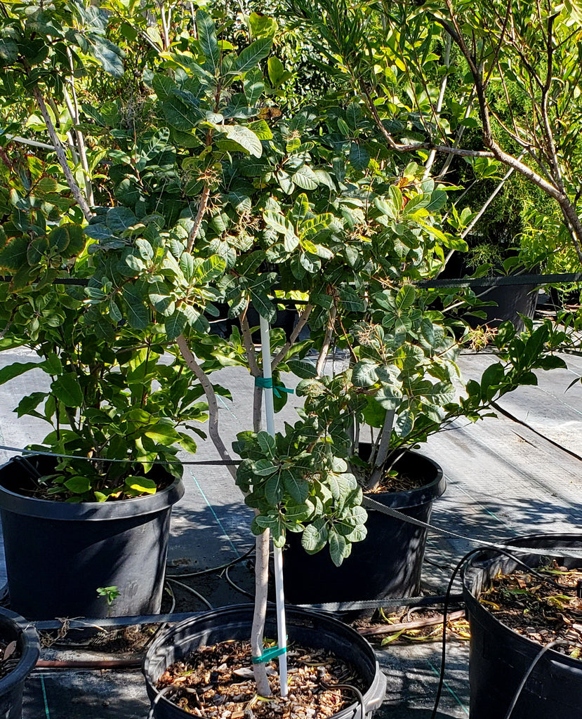 American Smoke Tree (Cotinus obovatus)