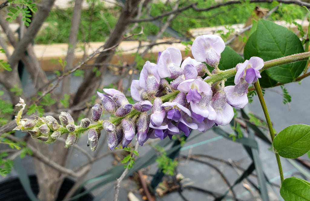 American Wisteria (Wisteria frutescens)