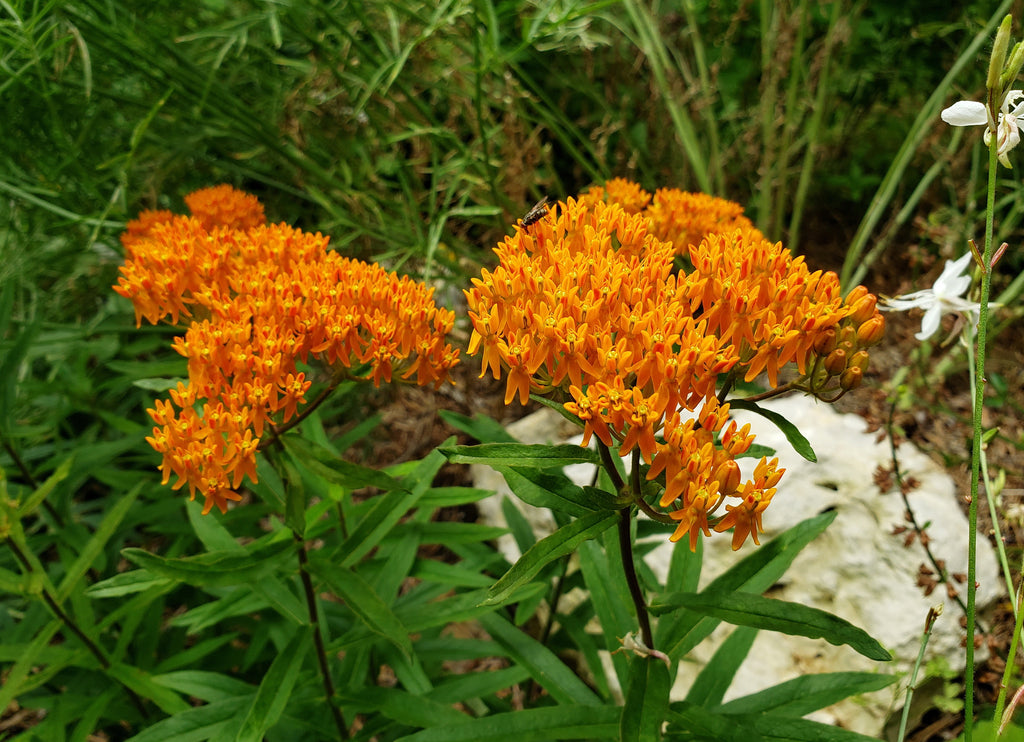 Butterfly Milkweed (Asclepias tuberosa)