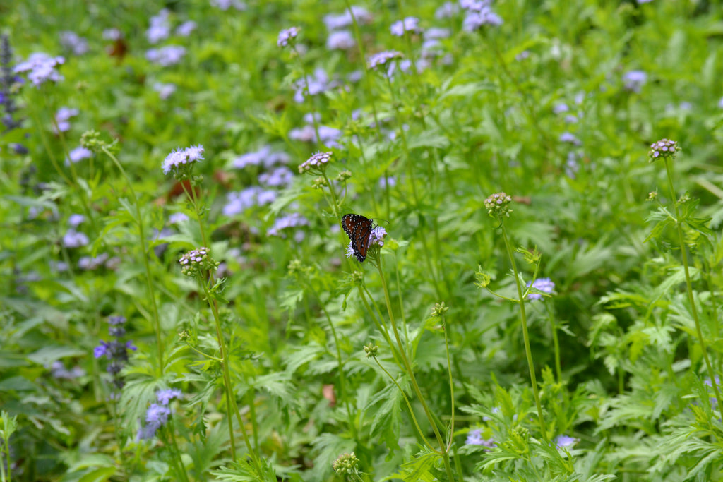 Gregg's Mistflower (Conoclinium greggii)