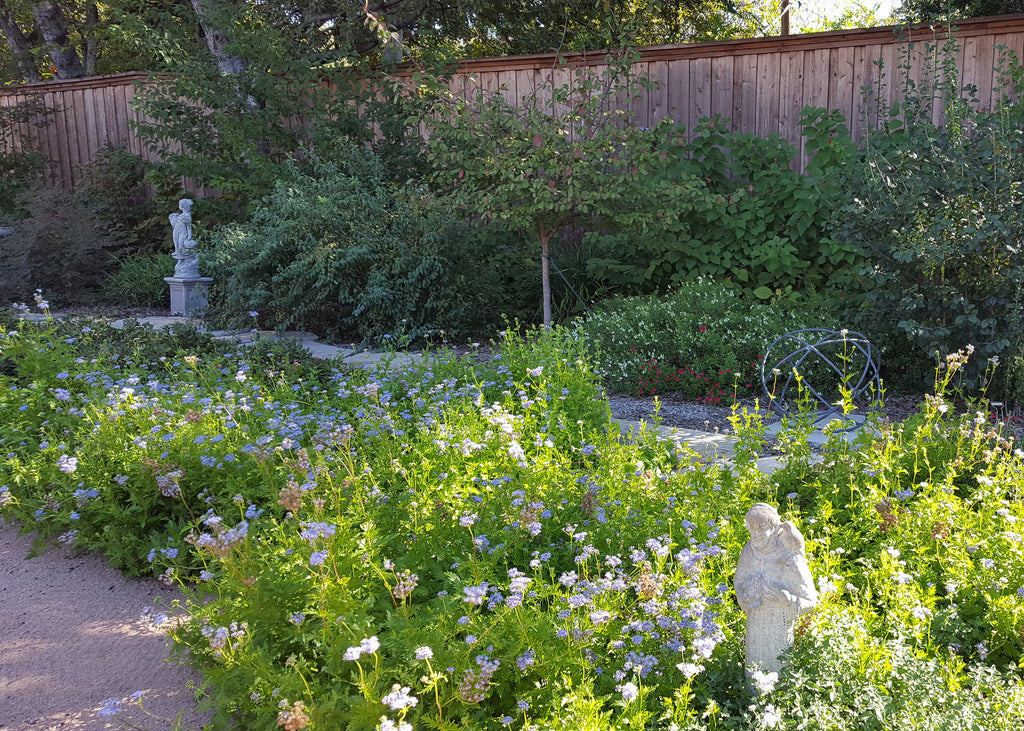 Gregg's Mistflower (Conoclinium greggii)